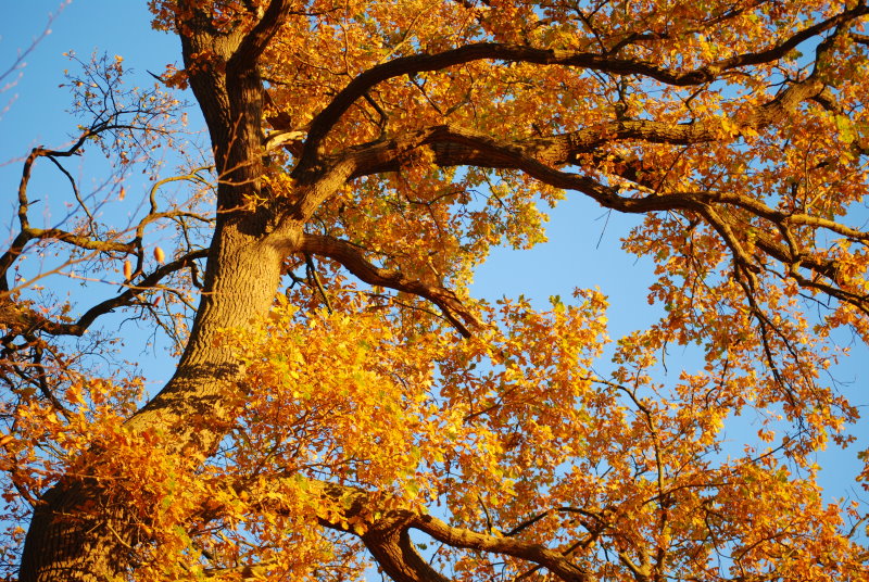 Natürliches, herbstliches Farbenspiel