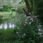 Natürliches in der Eifel