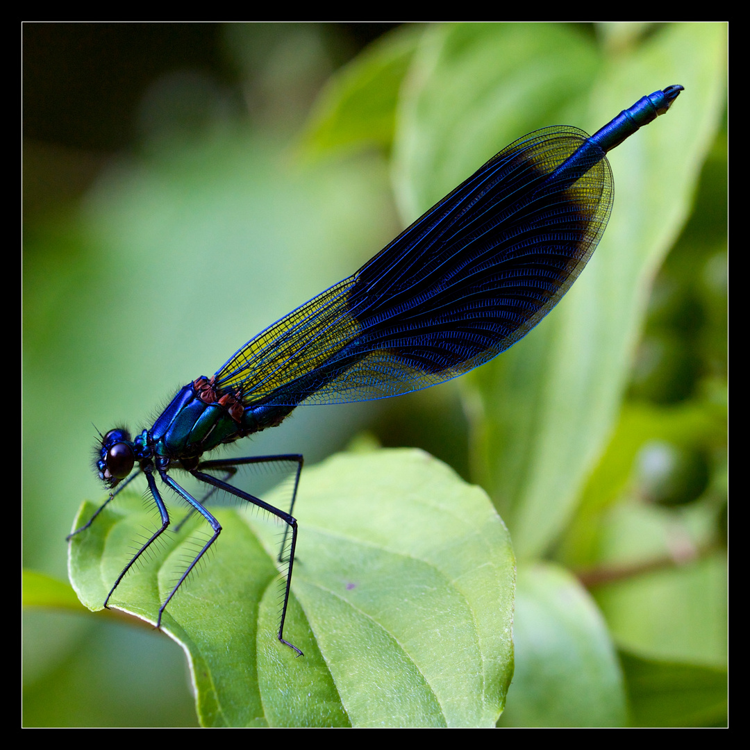 Natürliches Metallic Blau