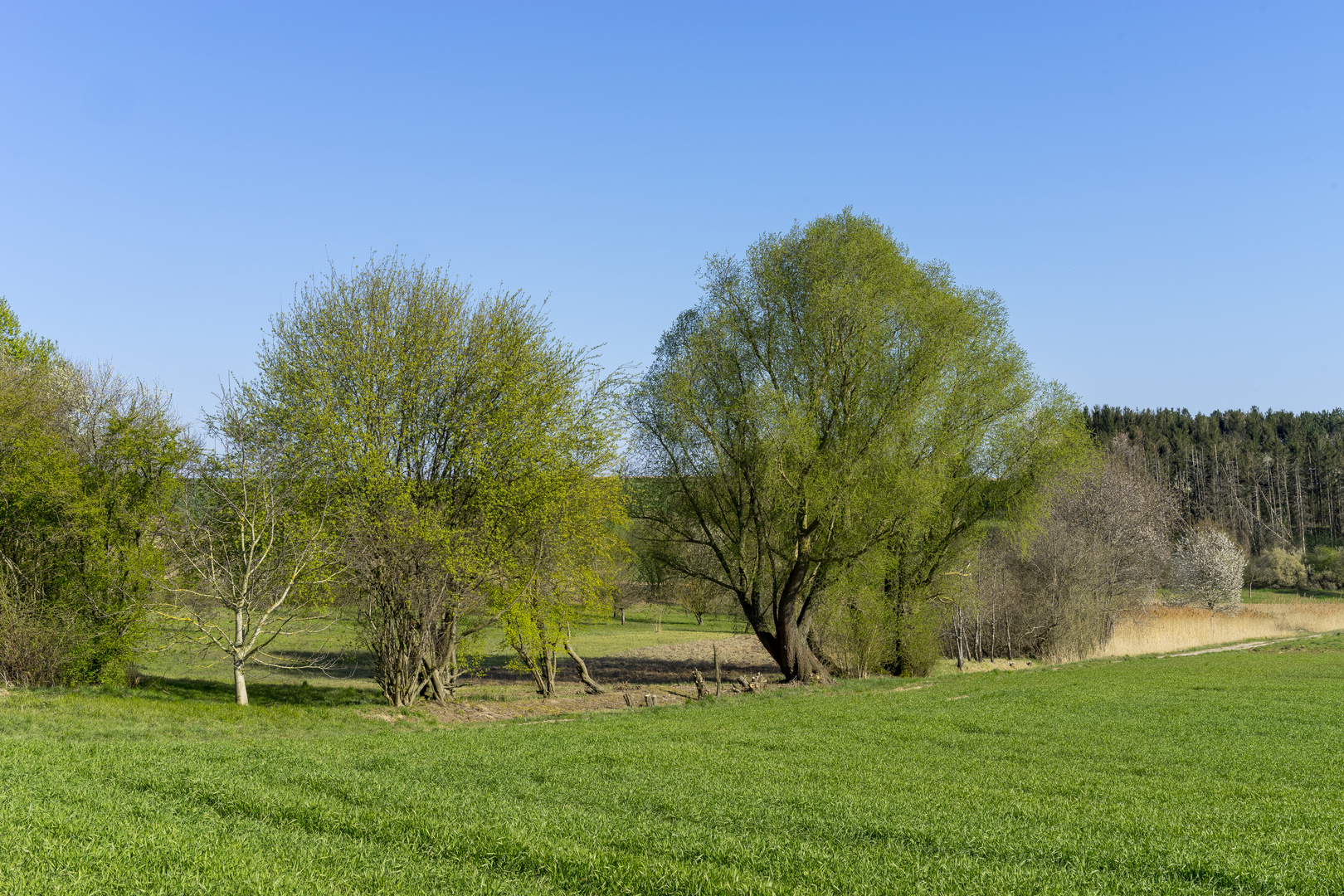 natürliches Stilleben