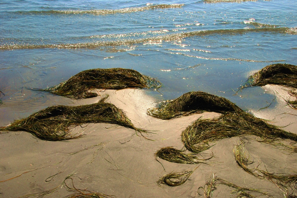 natürliches Strandgut