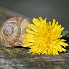 natürliches Zuhause mit Garten