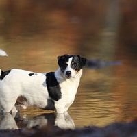 natuerlichHund-Dortmund