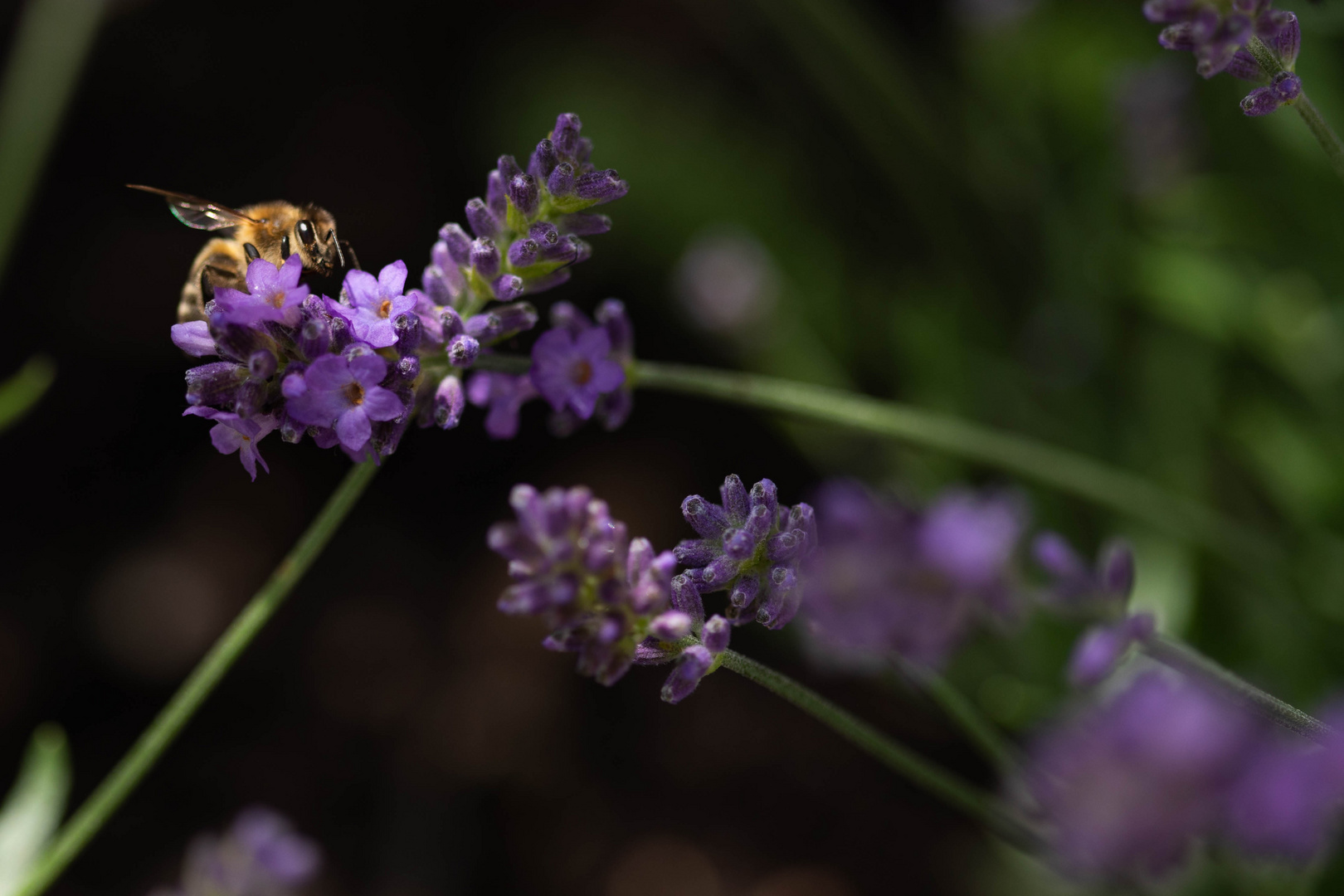 Natur 10.6.19-84