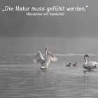 Natur 11