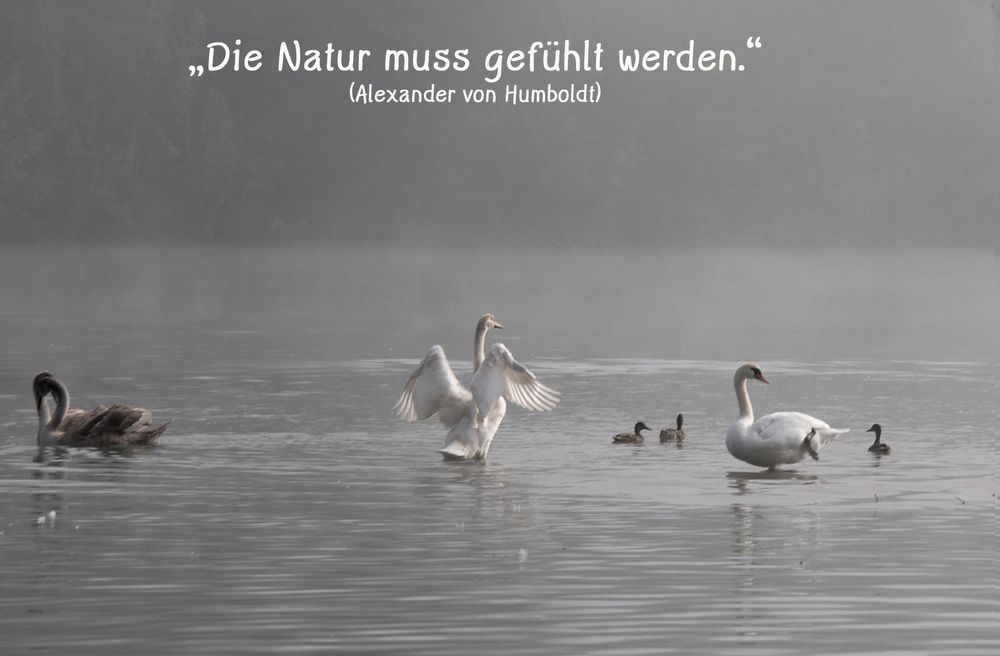 Natur 11