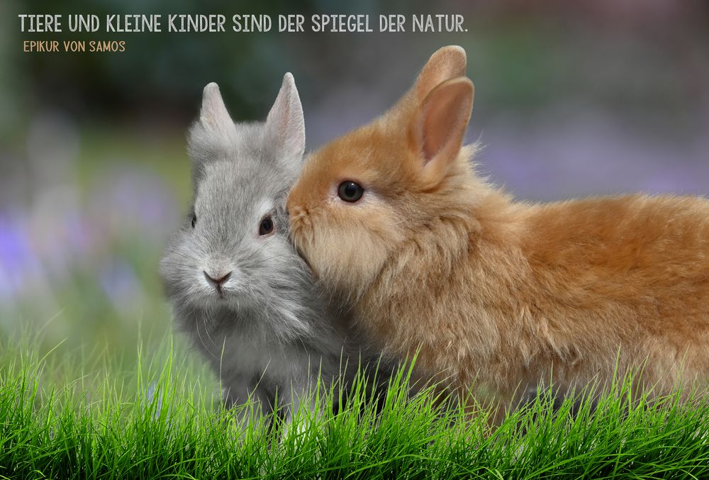 Natur 14 Foto & Bild natur, spruch, zwergkaninchen Bilder auf