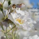 Natur 20