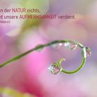 Natur 29