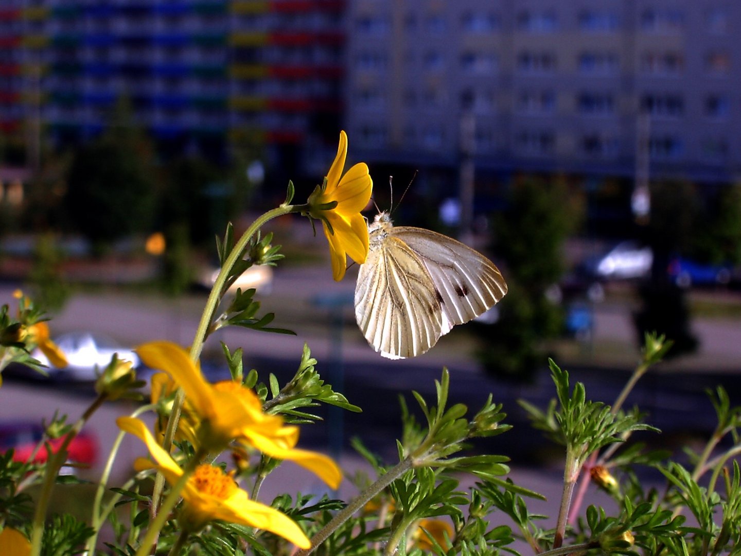 Natur --> 3.Etage