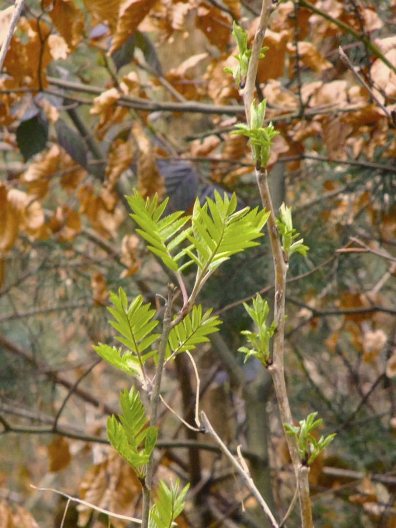 Natur *