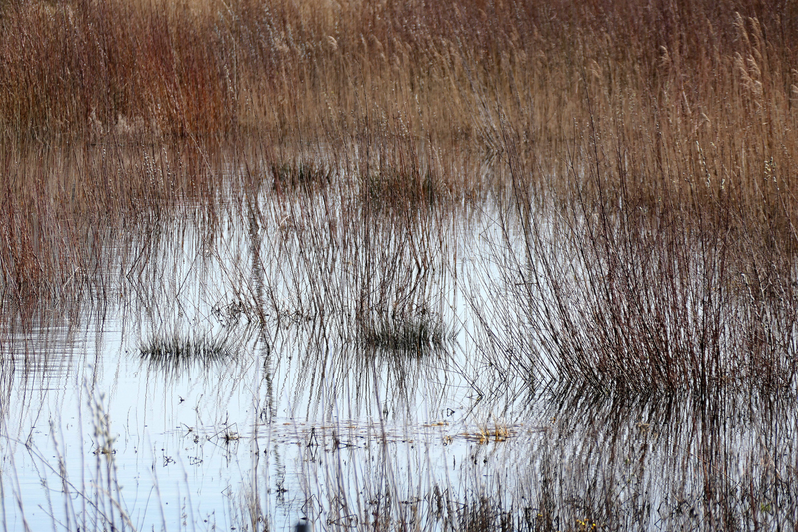 Natur abstrakt