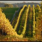 Natur-Achterbahn