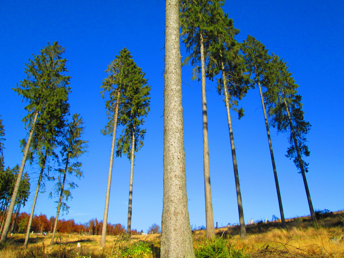 Natur als Bildteiler - in Farbe