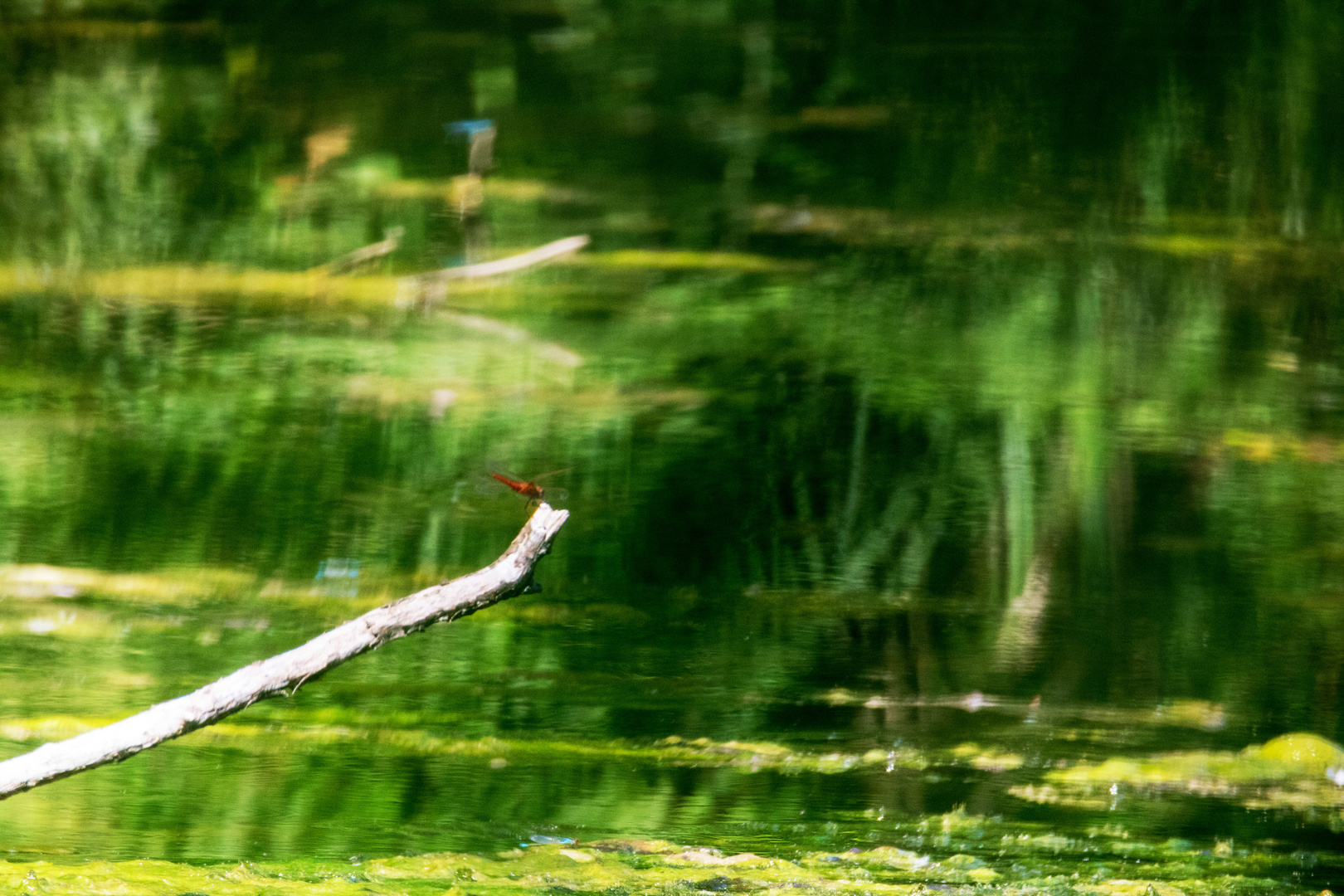  Natur als Künstler (Zeuterner See)