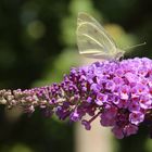 Natur als Kunstobjekt