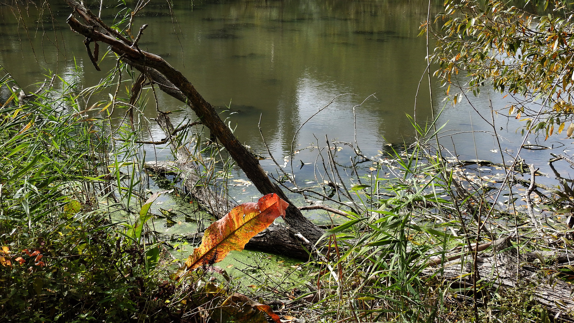 Natur am Altmühlsse 