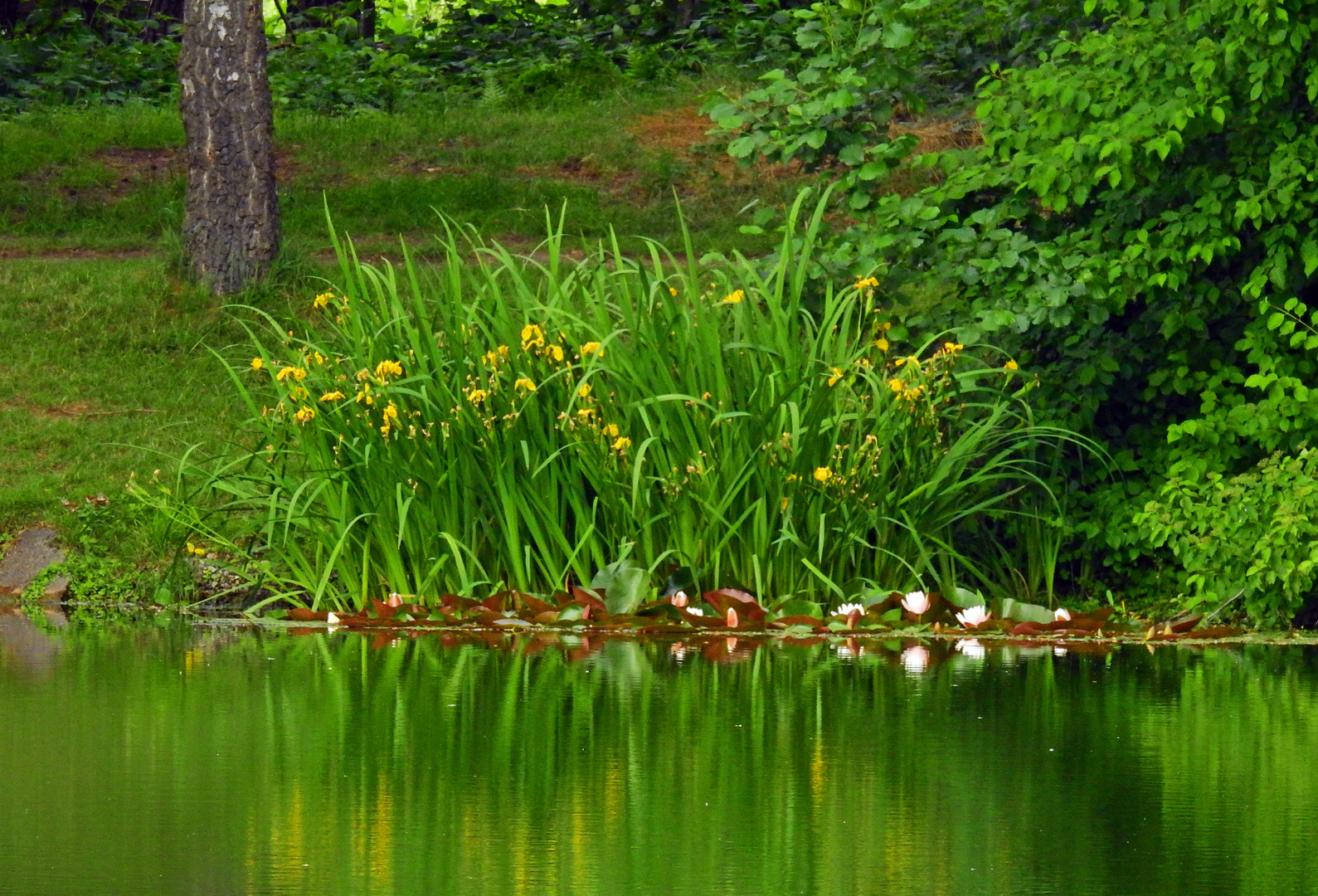 Natur am Baggersee