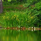 Natur am Baggersee