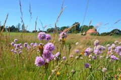 Natur am Deich von Vitte