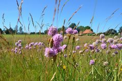 Natur am Deich von Vitte