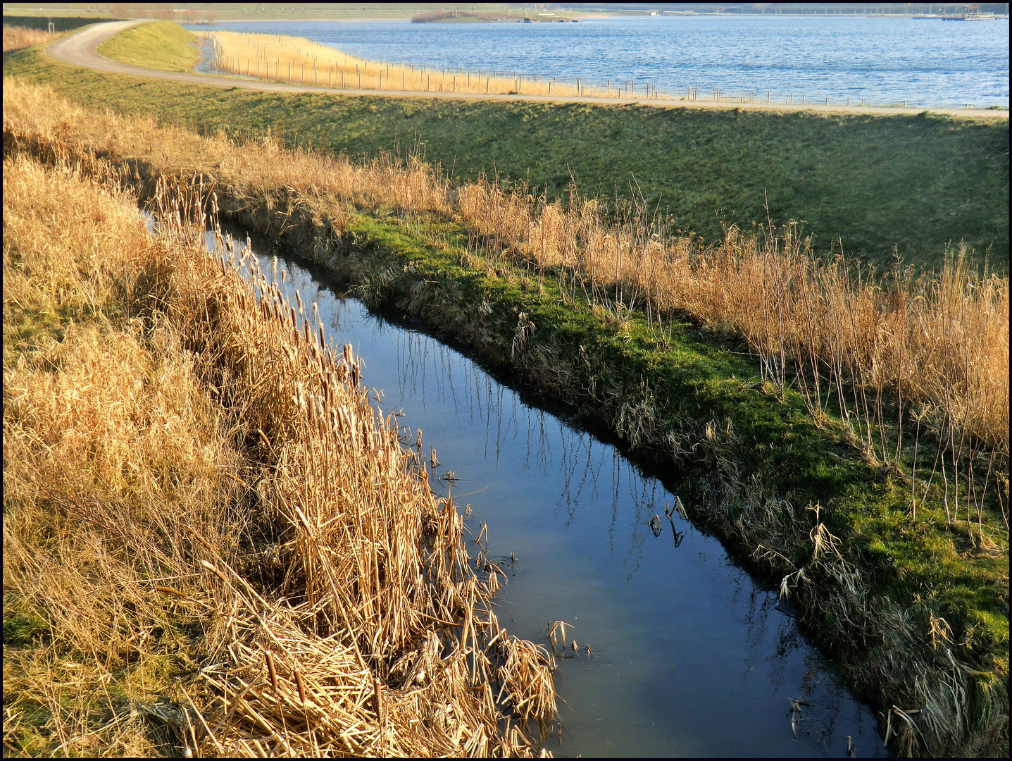 Natur am Dortmunder Phoenixsee - 31.01.2012 -