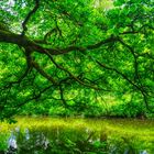 Natur am Eisenhammer in Eckersmühlen