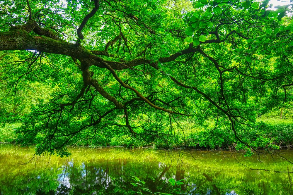 Natur am Eisenhammer in Eckersmühlen