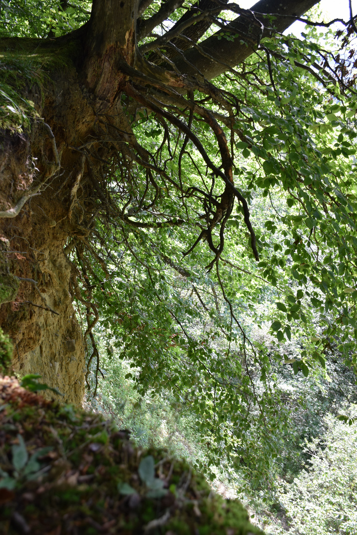 Natur am Gehrenberg