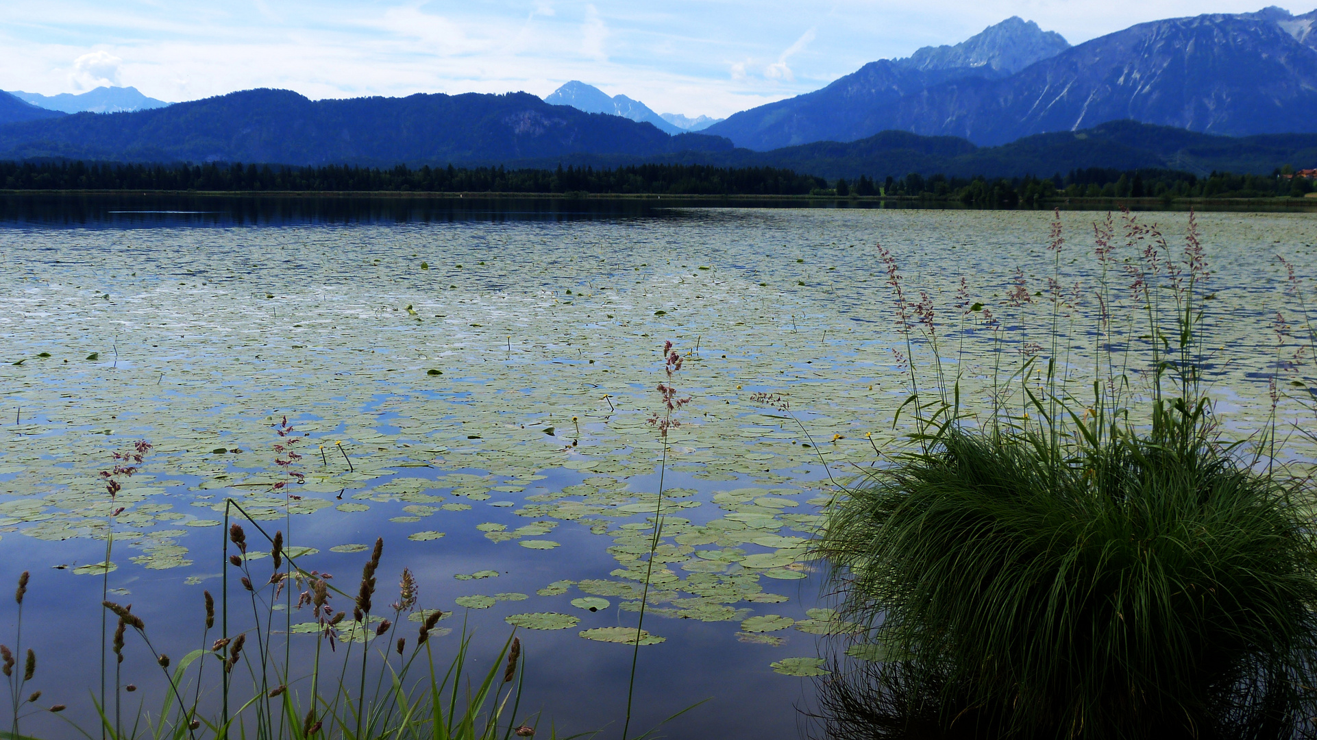 Natur am Hopfensee. 