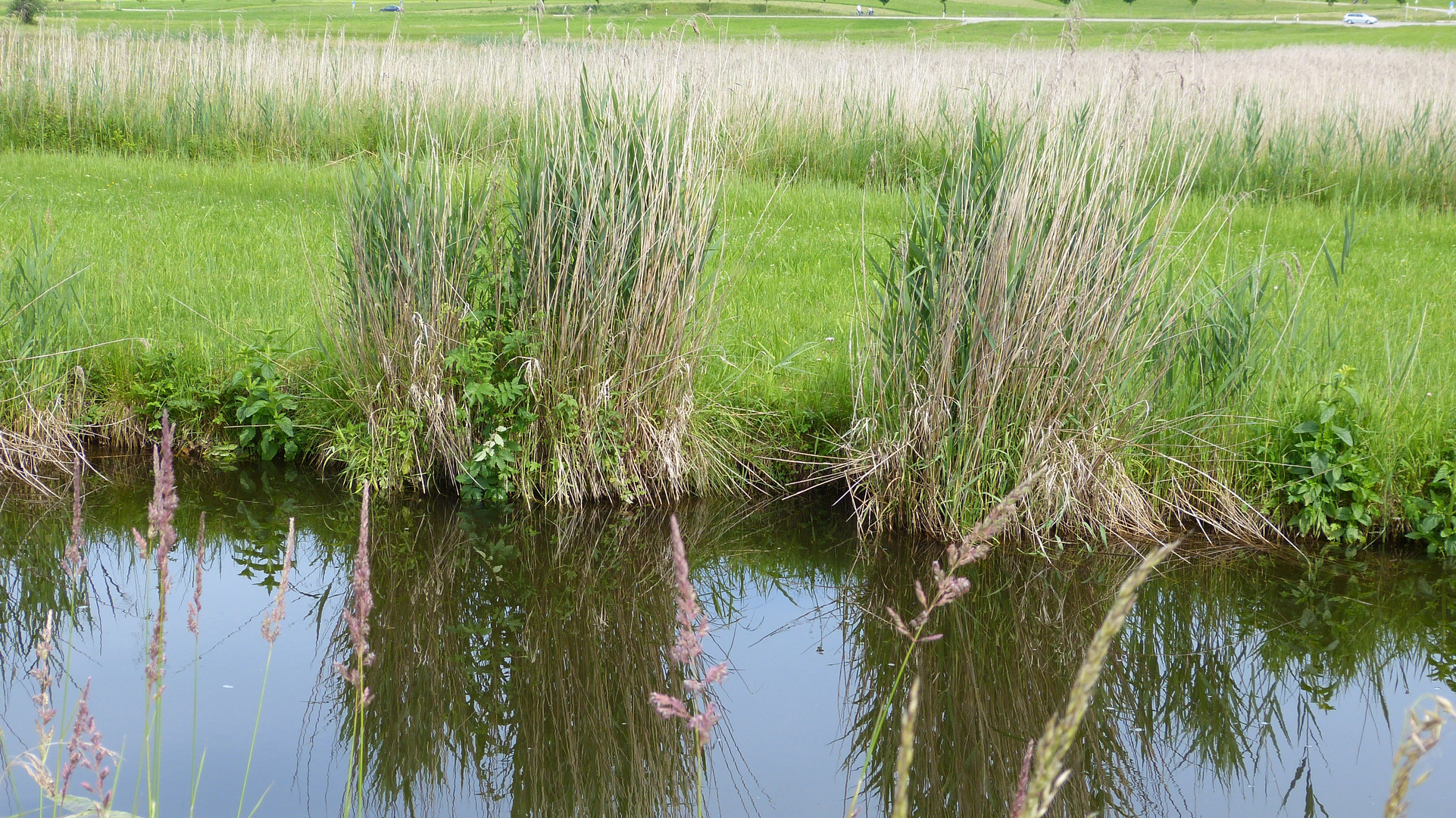 Natur am Hopfensee.