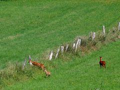 Natur am Radweg