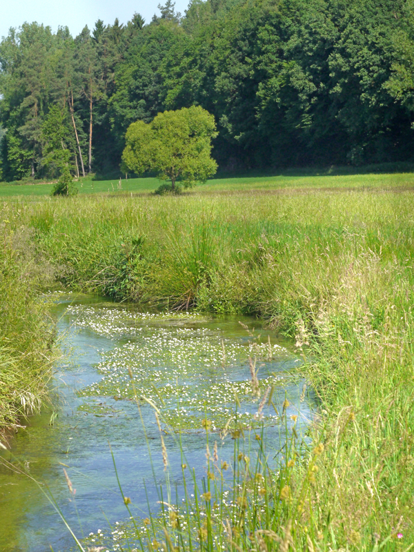 Natur am Radweg.