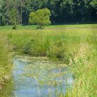 Natur am Radweg.