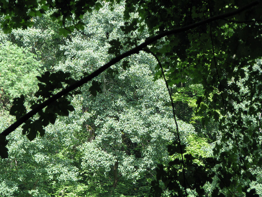 Natur am Rothaarsteig