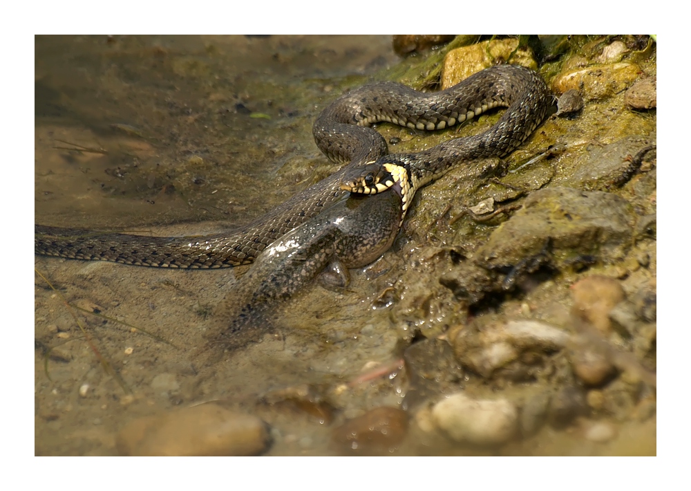 Natur am Schotterteich