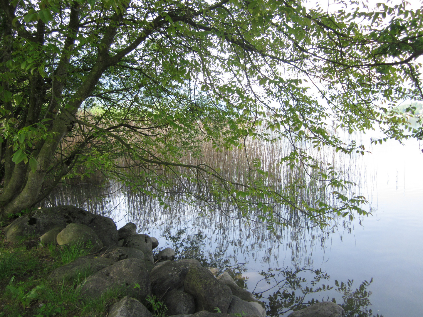 Natur am See