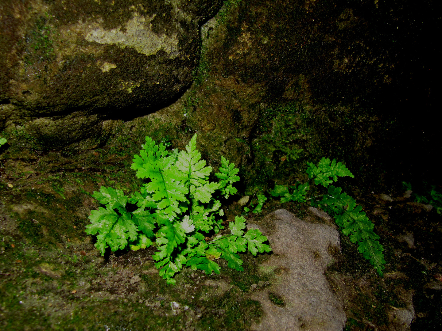 Natur am Stein