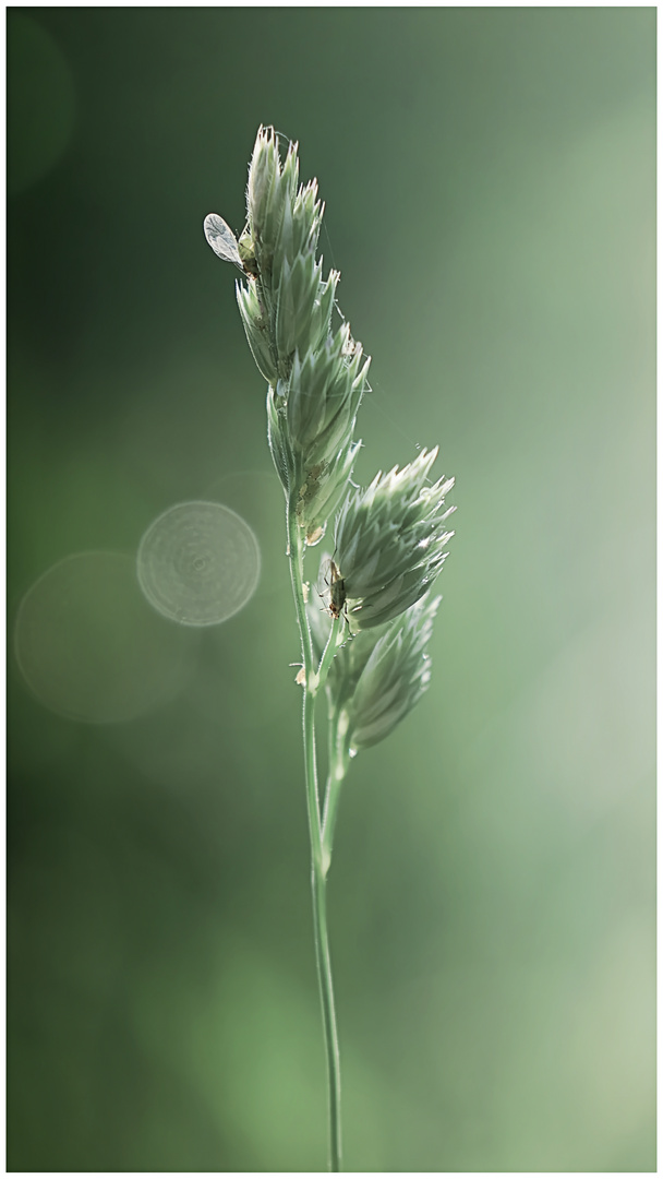 Natur am Straßenrand