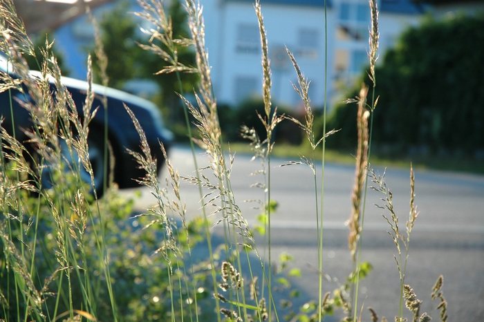 Natur am Straßenrand