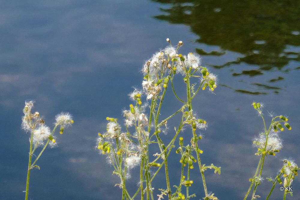 Natur am Ufer