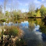 Natur am Wasser