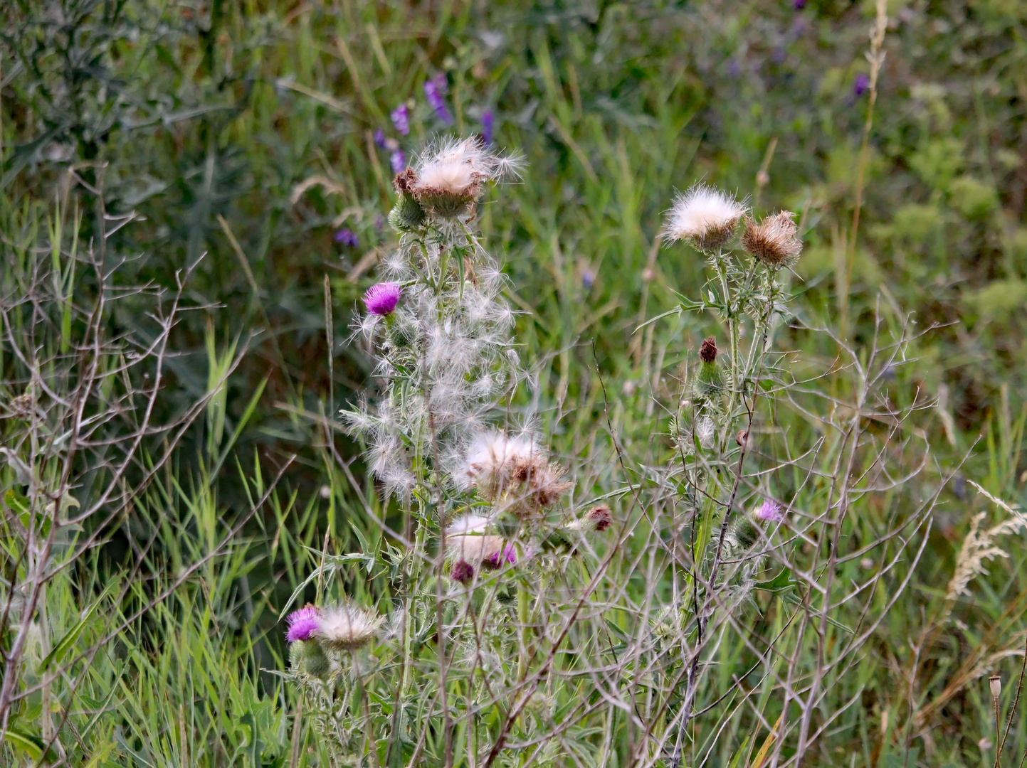 Natur am Wegesrand