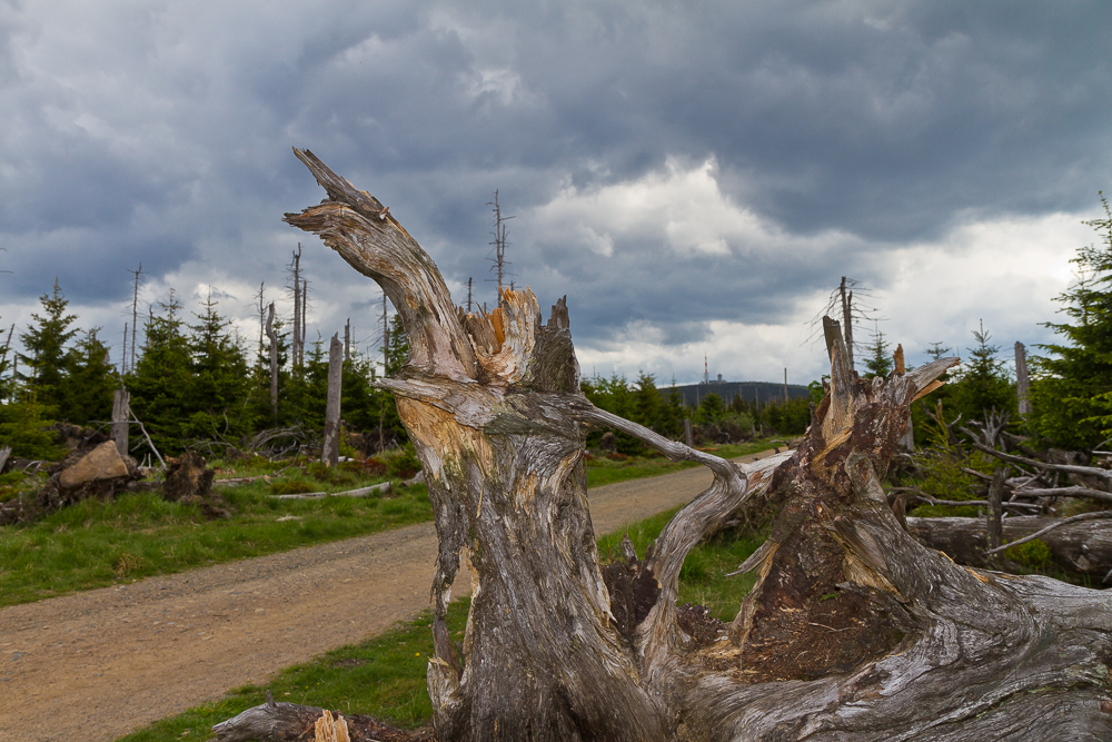 "Natur am Wegesrand"