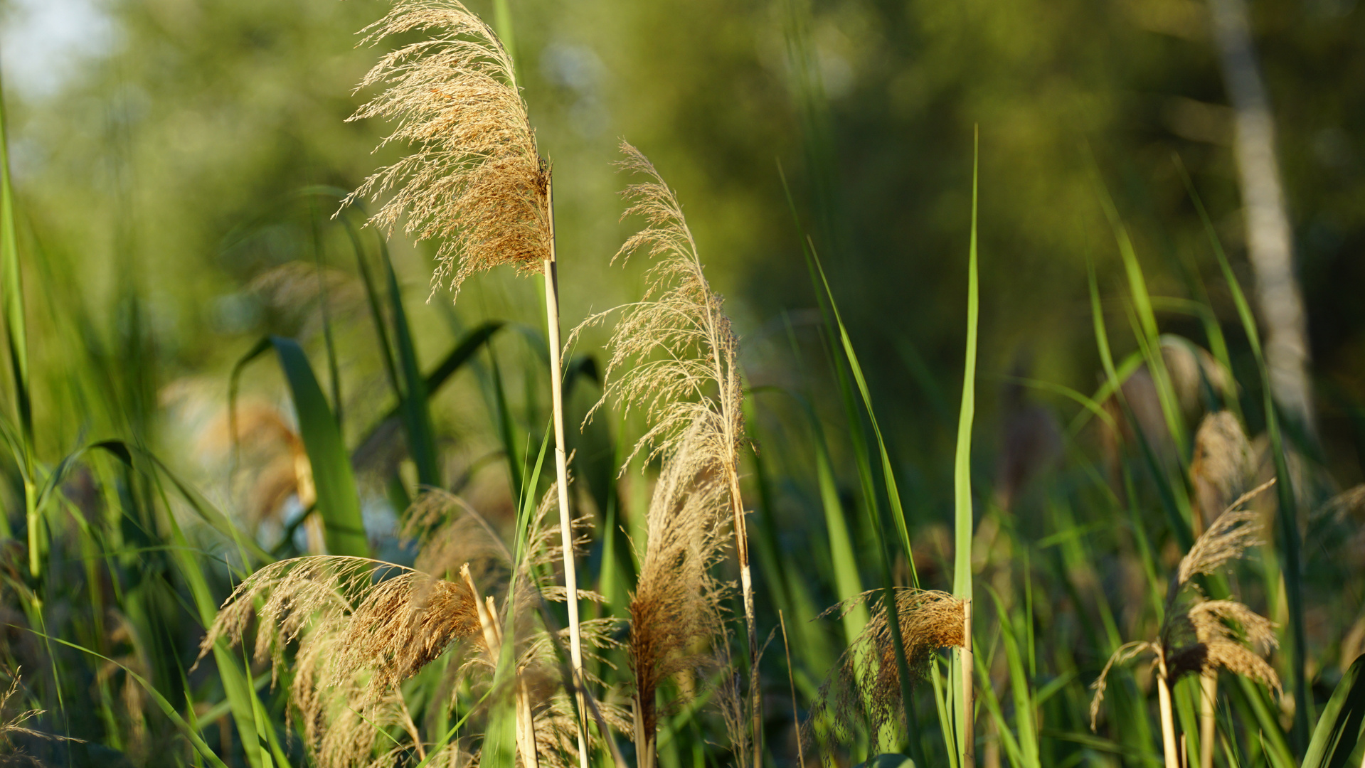 Natur am Weiher