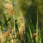 Natur am Weiher