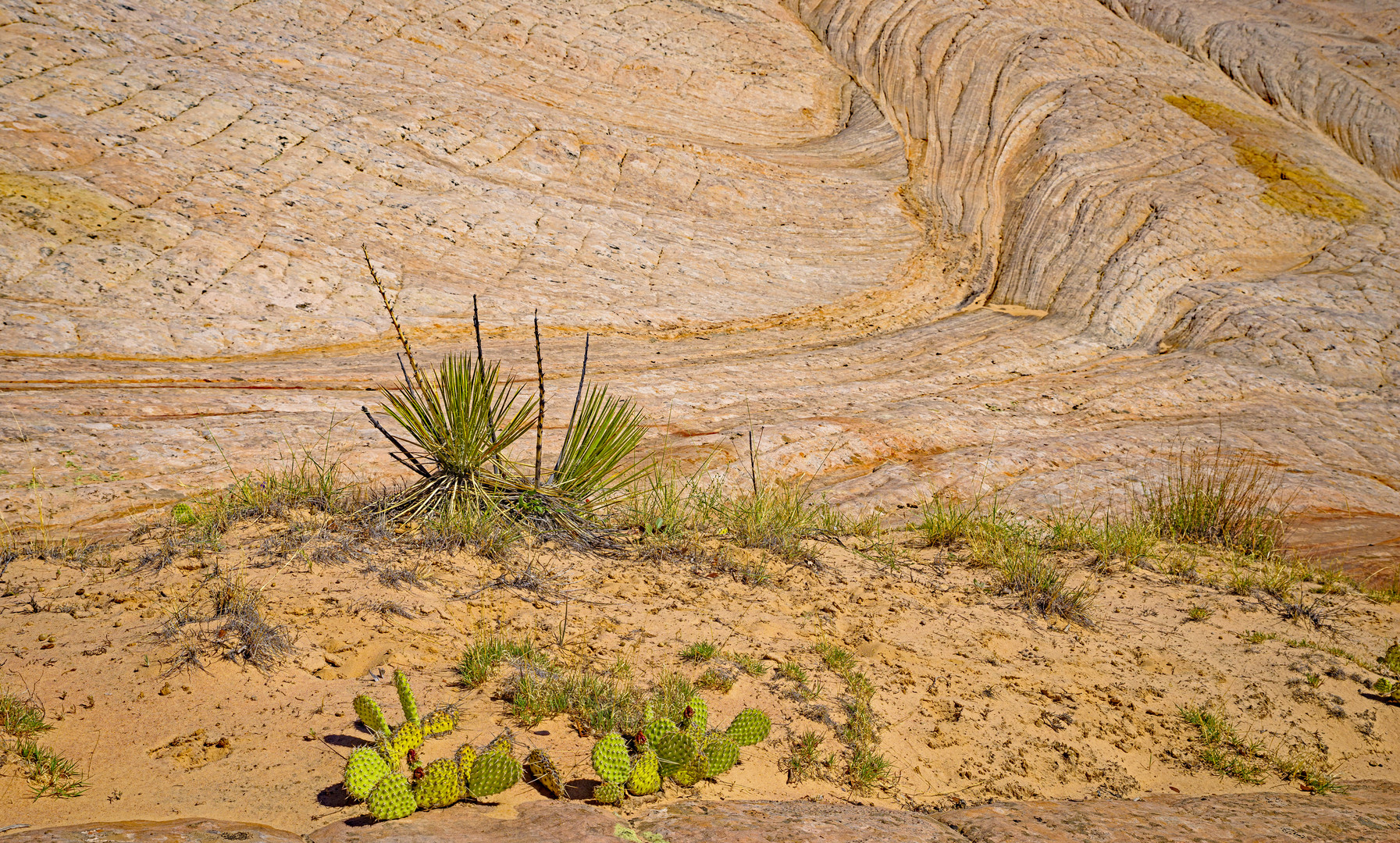 Natur am Yellow Rock