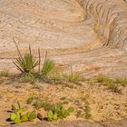 Natur am Yellow Rock