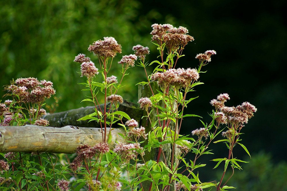 Natur am Zaun