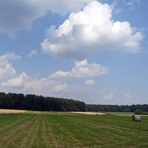 "Natur an der B465 zwischen Altsteußlingen und Münsingen 11"